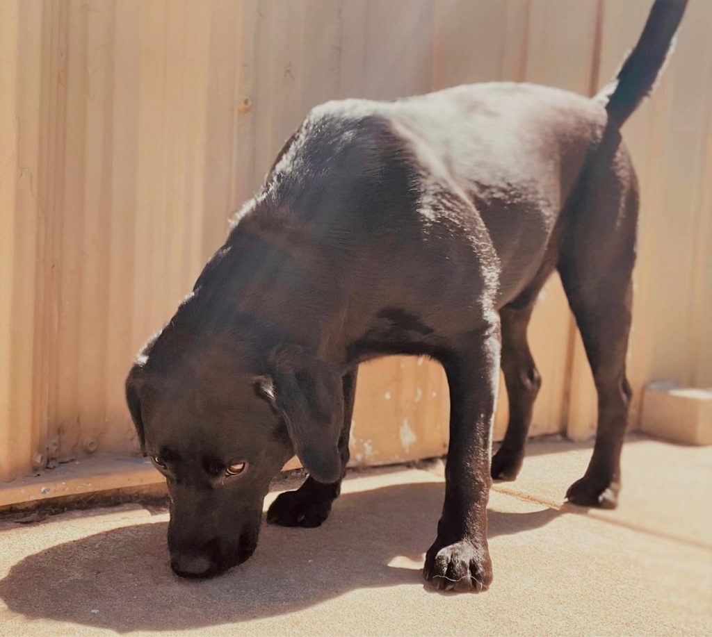 dog being picky eater all of a sudden