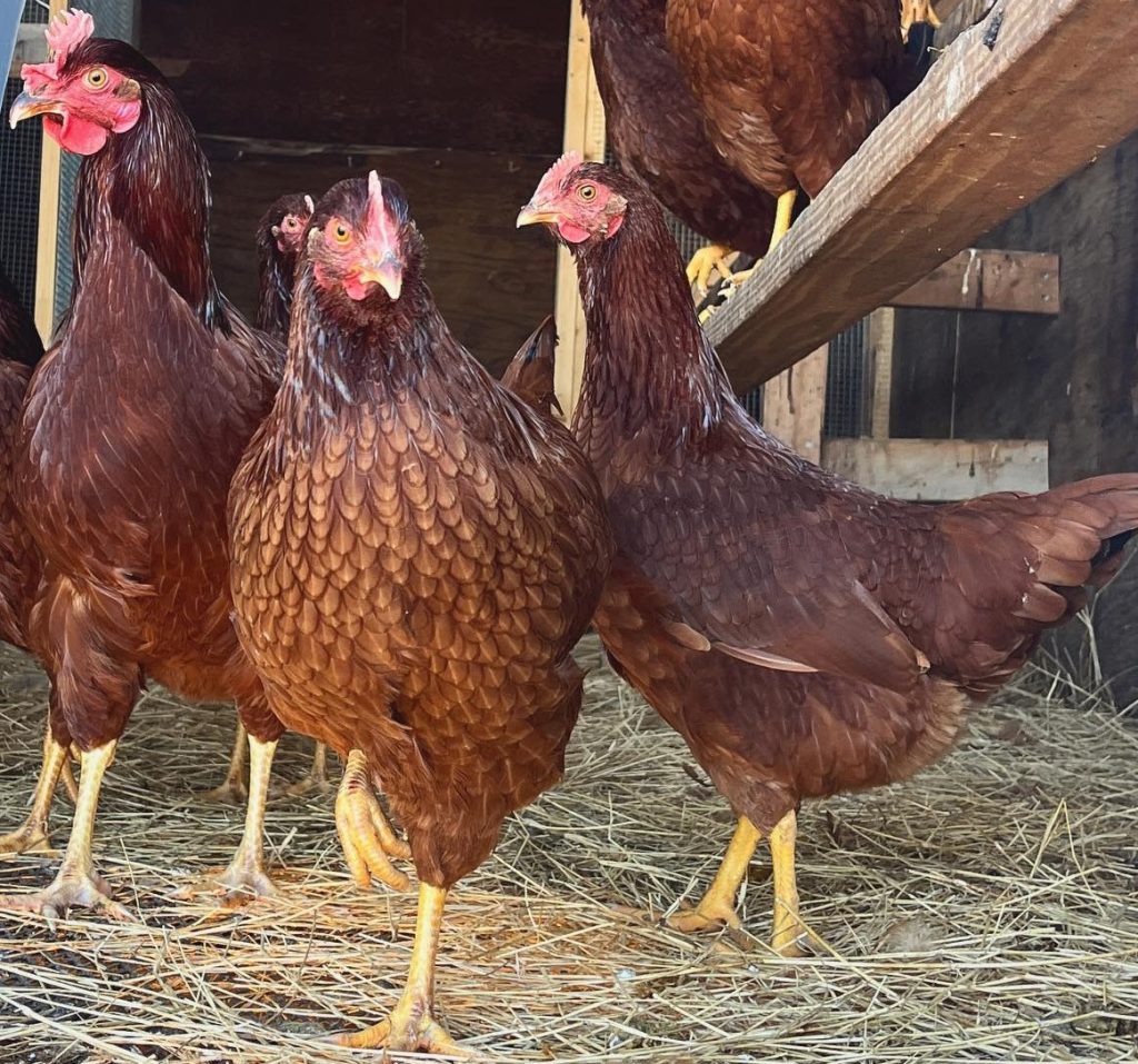 The Rhode Island Red Chicken