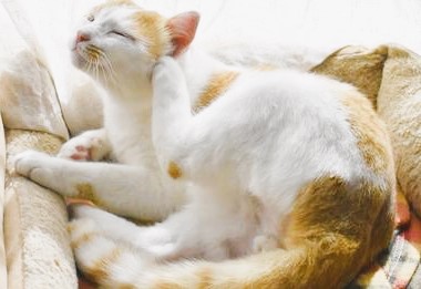 cat itching and scratching