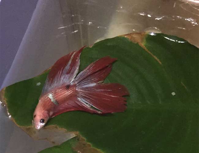 how fish sleep
