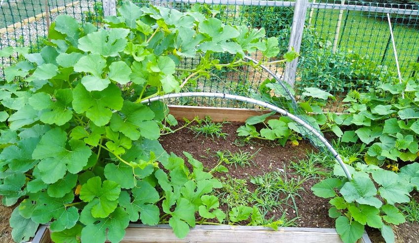 staking Spaghetti Squash