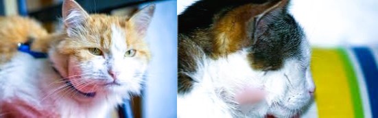 cat abscess