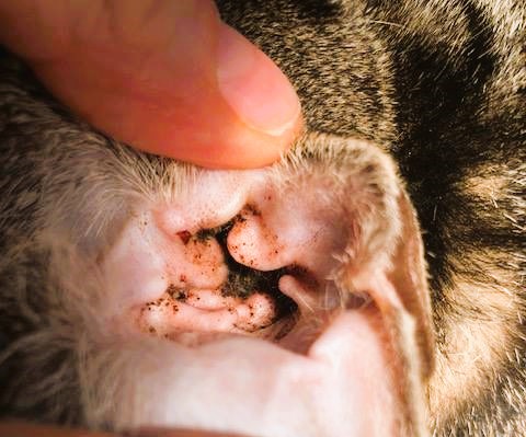 cat ear mite treatment