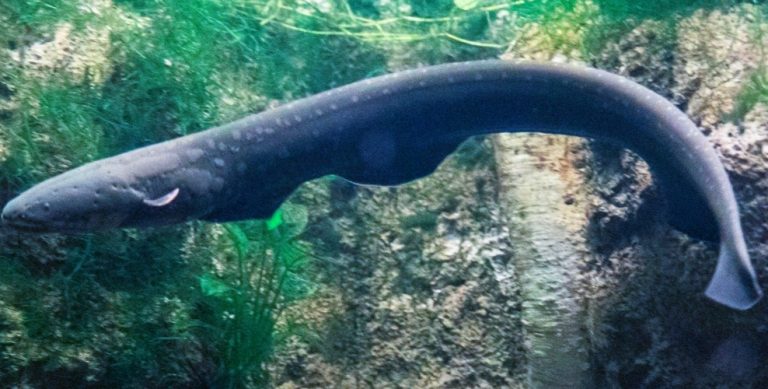 electric eel picture