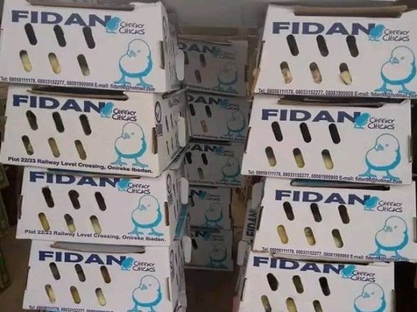 fidan broiler price