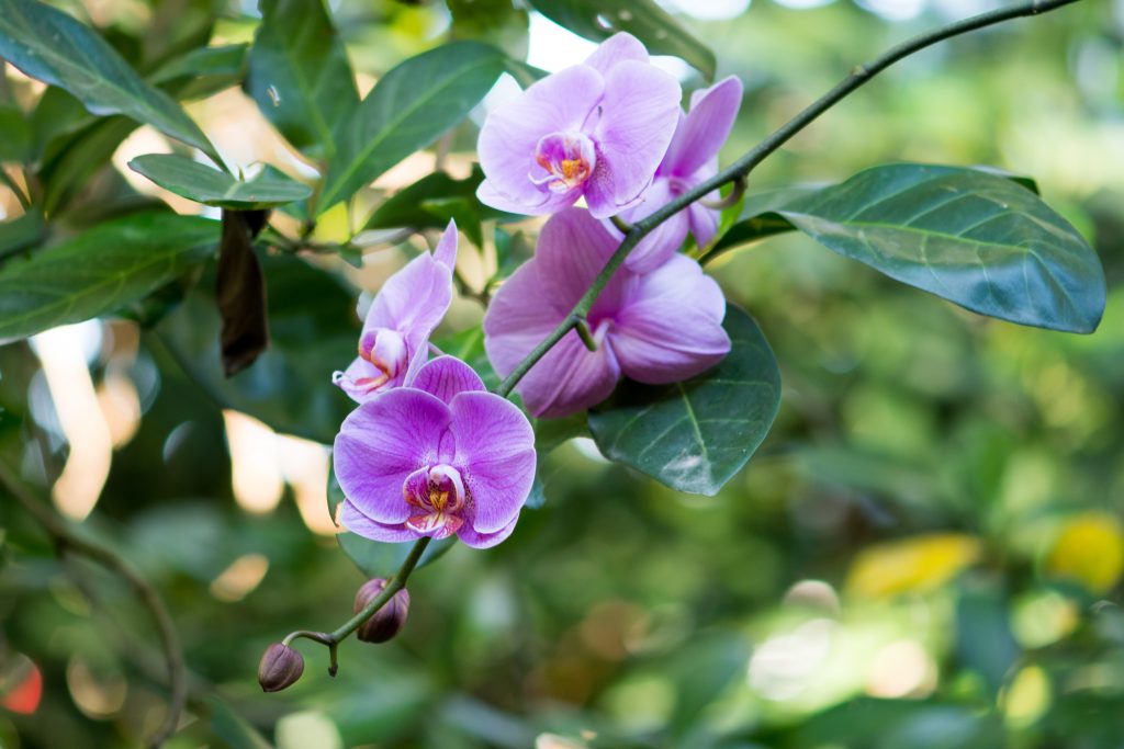 how do orchids adapt to the tropical rainforest