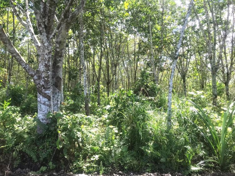 Rubber Trees