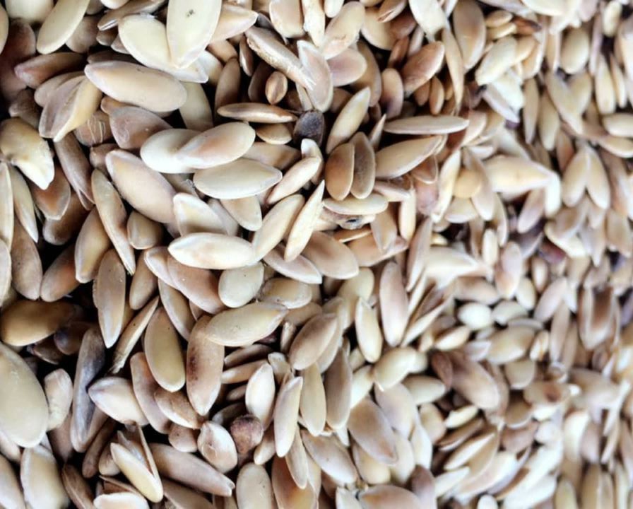 Muskmelon Seeds