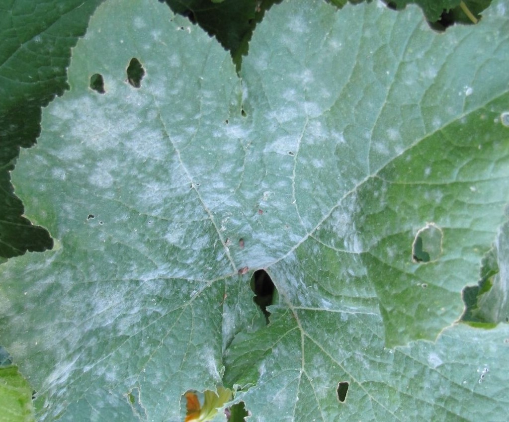 Powdery mildew on muskmelon leaves