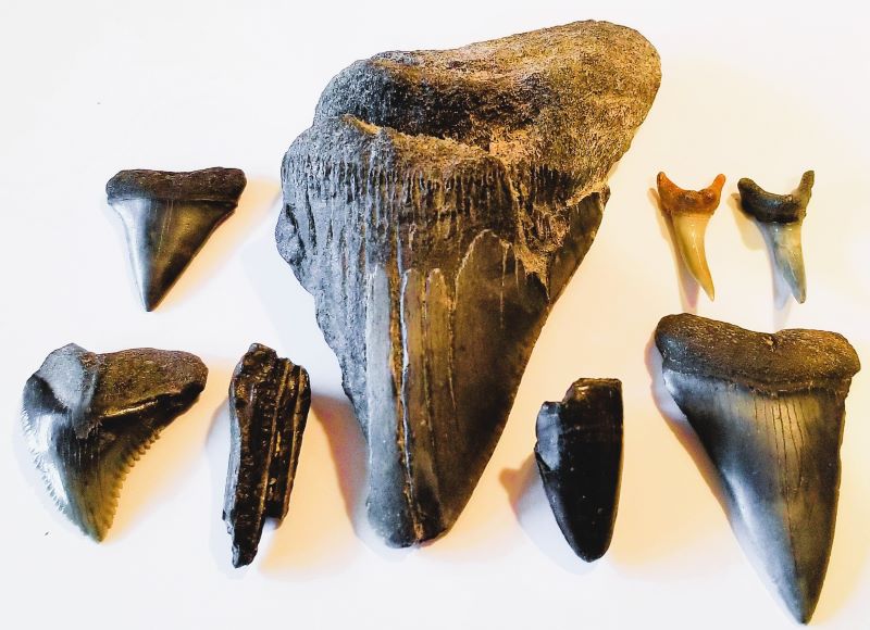 Megalodon Fossils: The teeth and Vertebrae