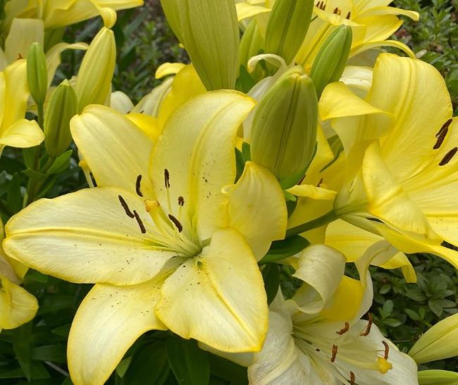 Lilies 