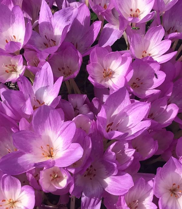 Autumn Crocus