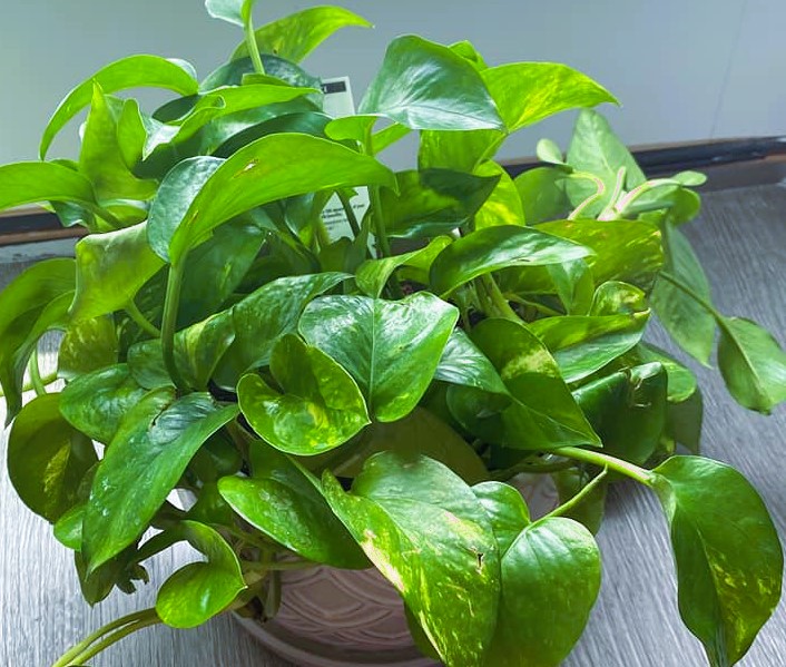 Pothos 