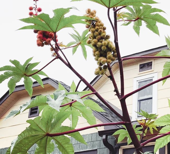 Castor Bean Plant