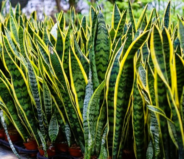Snake Plant
