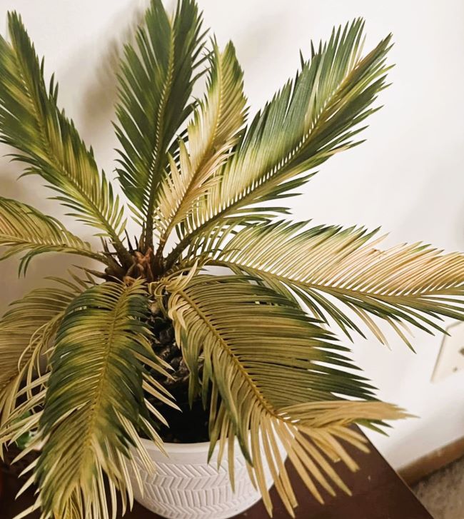 Sago Palm