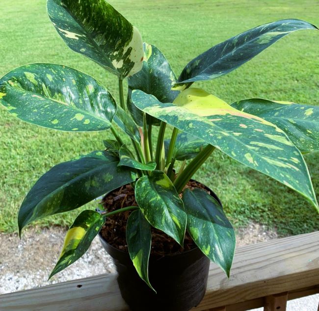 Philodendron 