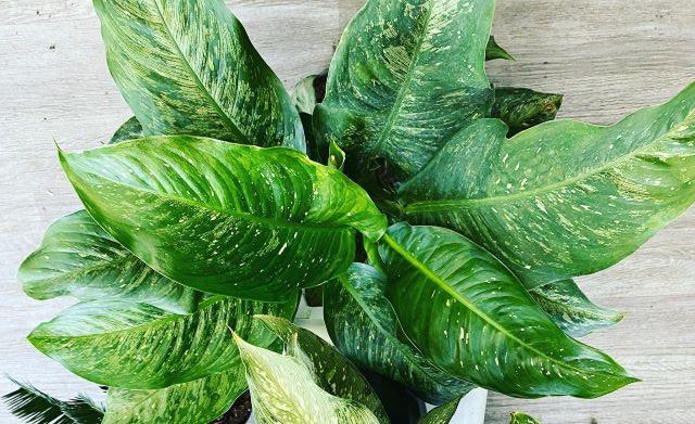 Dieffenbachia 