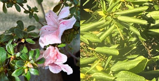 Azaleas and Rhododendrons
