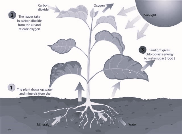plant cellular respiration