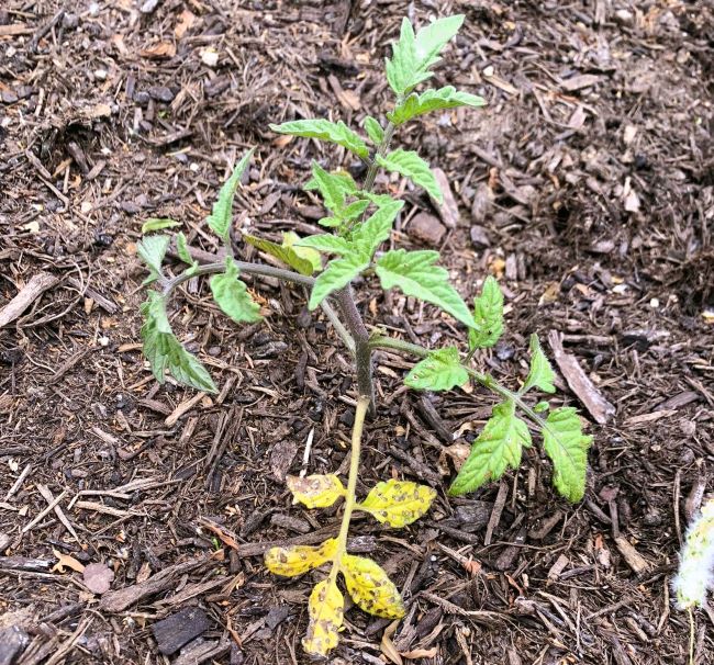 Tomato Plants With Yellow Leaves