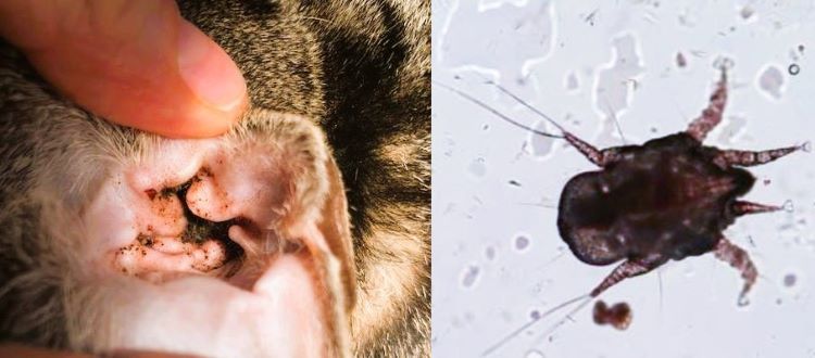 How cat ear mites look like