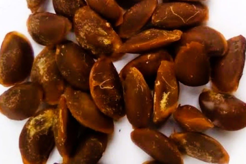 African Star Apple seeds
