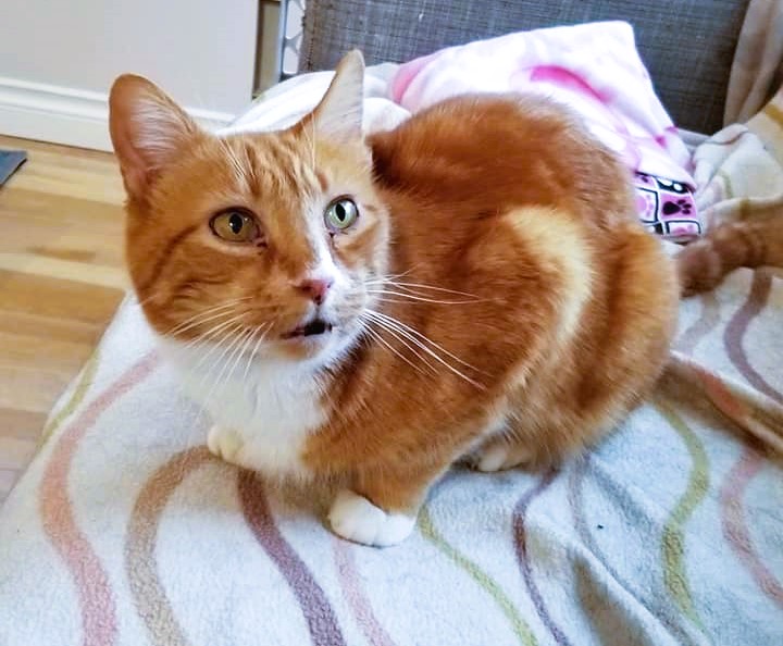 Cats Living With Congestive Heart Failure