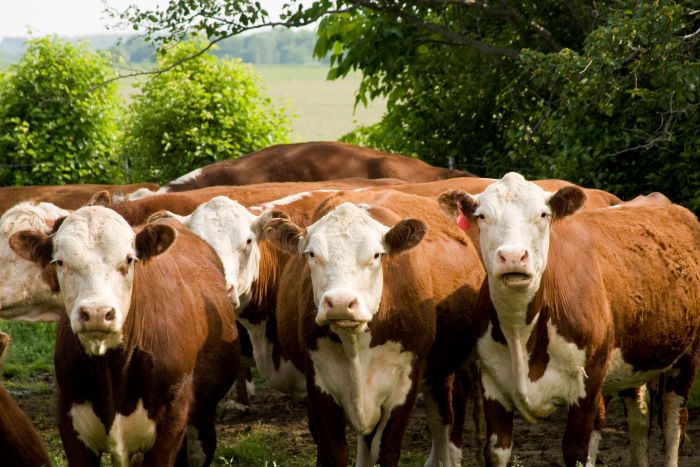 Hereford Cattle