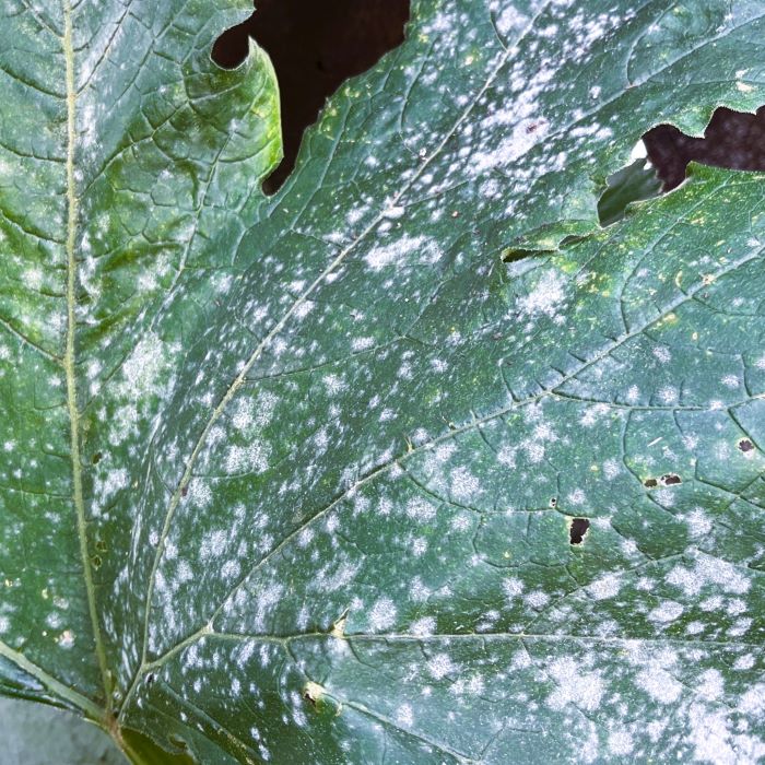 Powdery mildew in plants