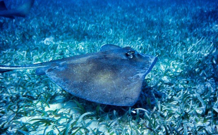 how do stringrays reproduce