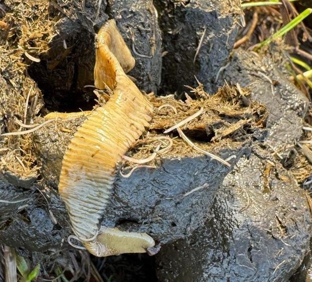 Tapeworms in dog poops picture