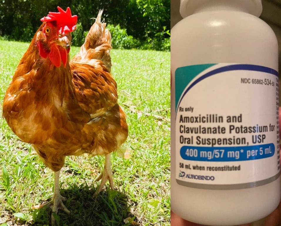 Amoxicillin for Chickens
