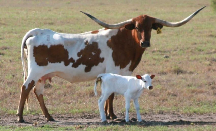 female cows with horns