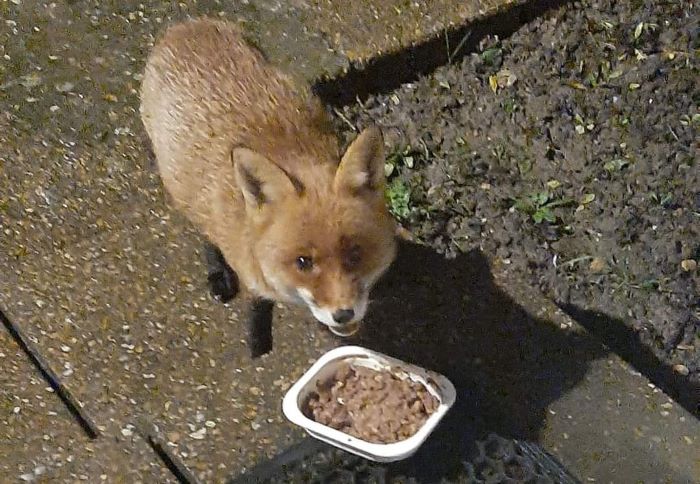 fox
