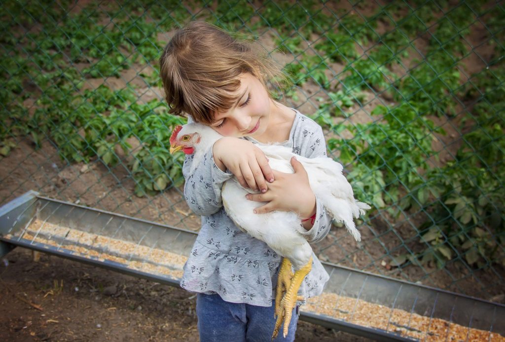 kid hugging chicken