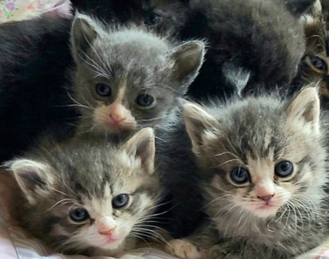 kittens