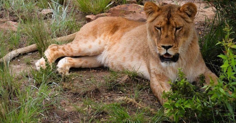 mature lion
