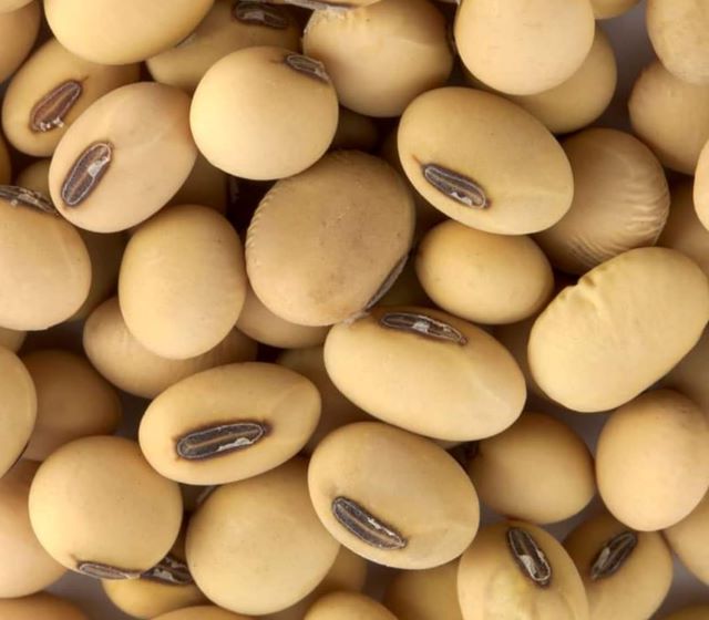 anti-nutritional factors in soybeans