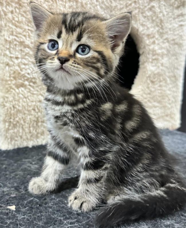 American Shorthair Cat