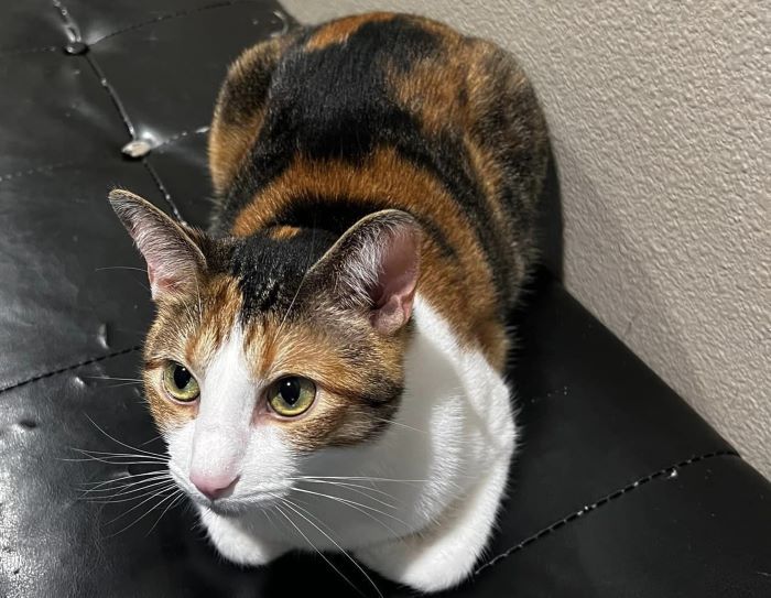 Calico Cat 
