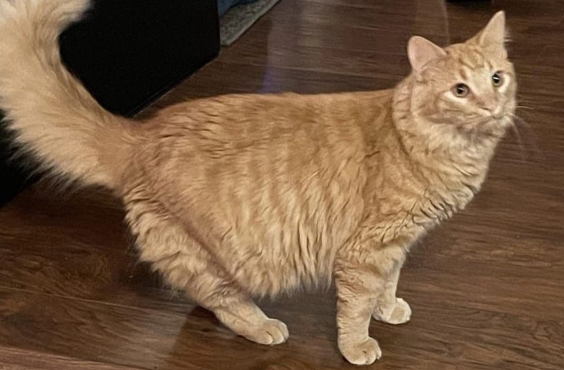 Maine Coon Cat