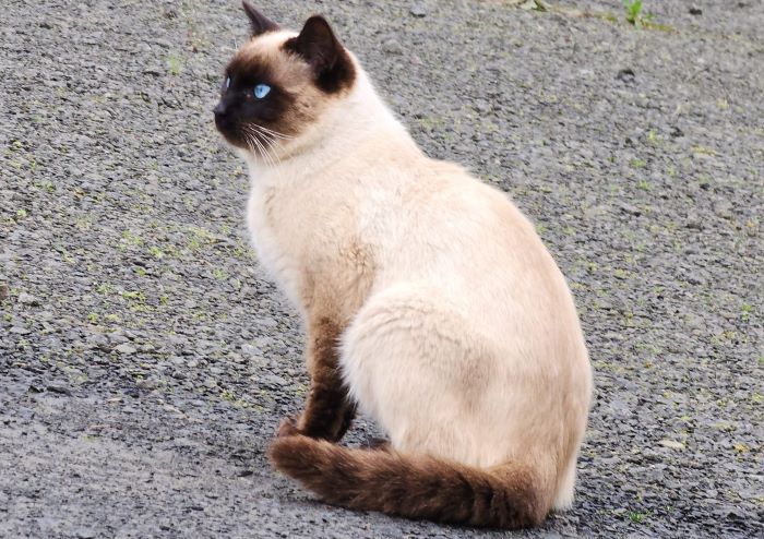Siamese Cat