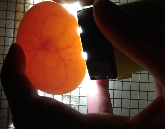 candling duck eggs