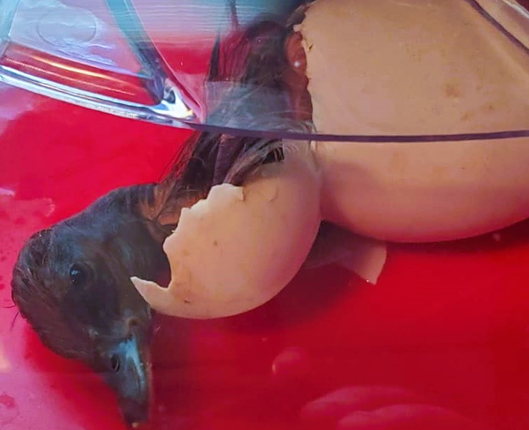 hatching ducks