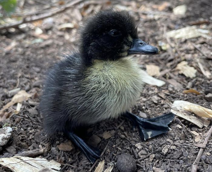 ducklings