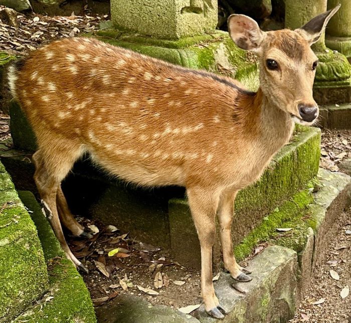 tamed deer
