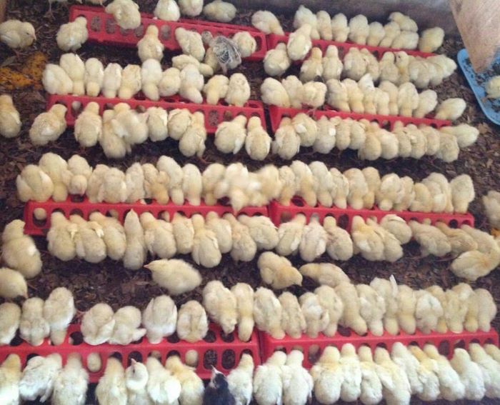 day old chicks