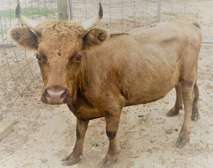 mini cow cost