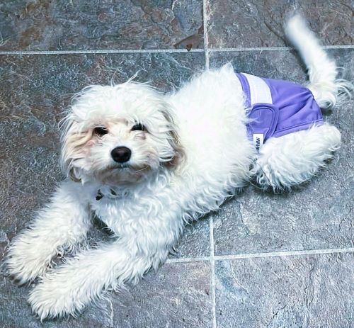 dog diaper